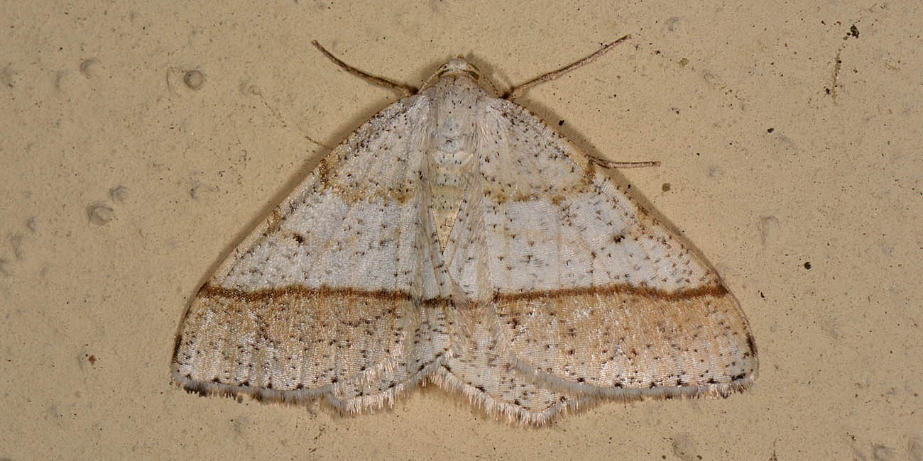 Geometridae - Itame sparsaria